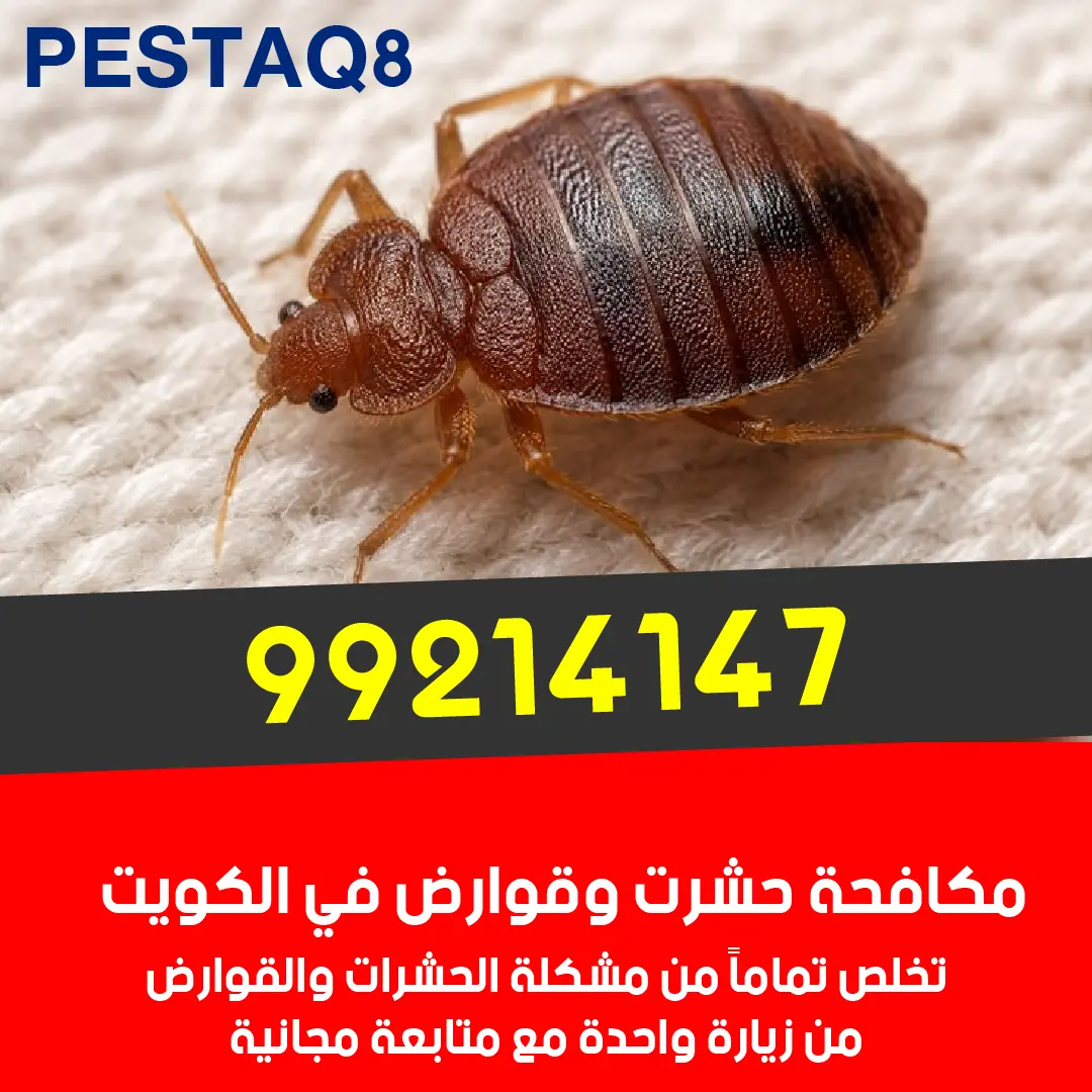 إبادة بق الفراش في الكويت بالعلاج الحراري والبخار - حل جذري للدغات المزعجة