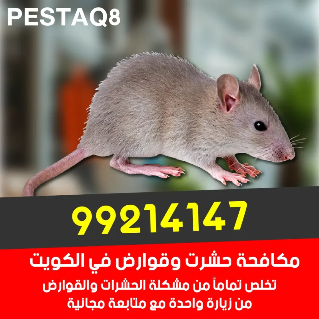 مكافحة الفئران والجرذان في الكويت - حماية الأسلاك الكهربائية والأثاث من القضم