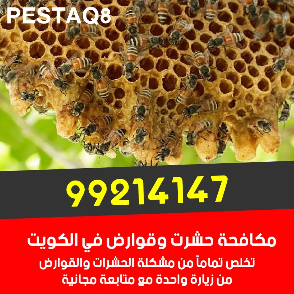إزالة خلايا النحل والدبابير في الكويت بأمان - نقل الخلايا الحية وإبادة الدبابير الخطرة