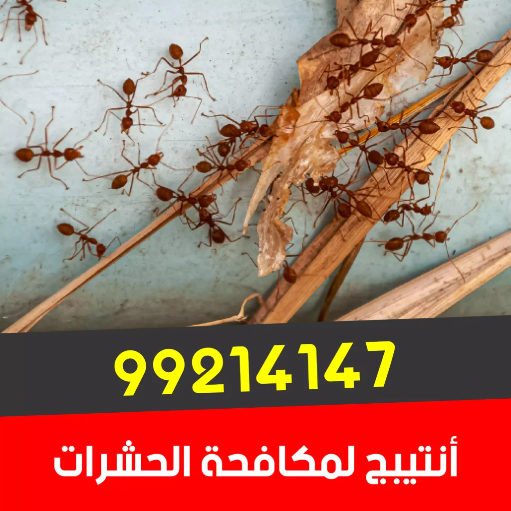 مكافحه حشرات حولي