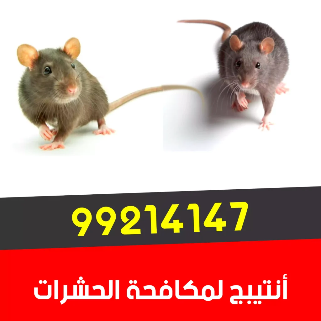 شركه مكافحة القوارض في حولي