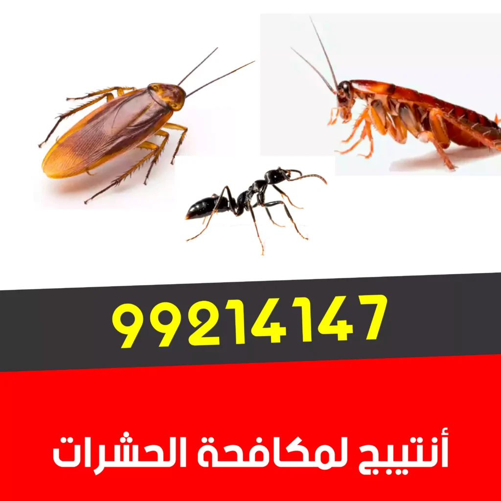 مكافحة-صراصير-الأحمدي