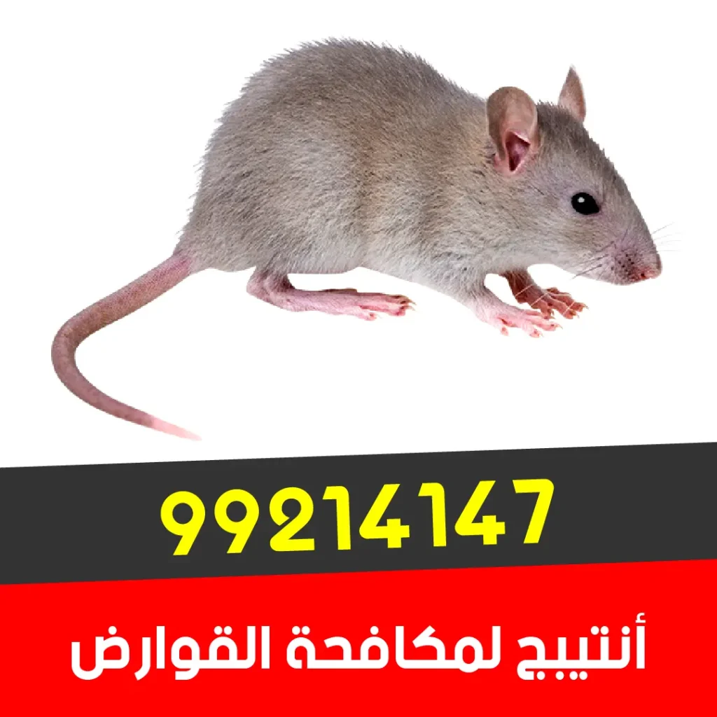 موقع أنتي-بج لمكافحة الآفات والقوارض بالكويت