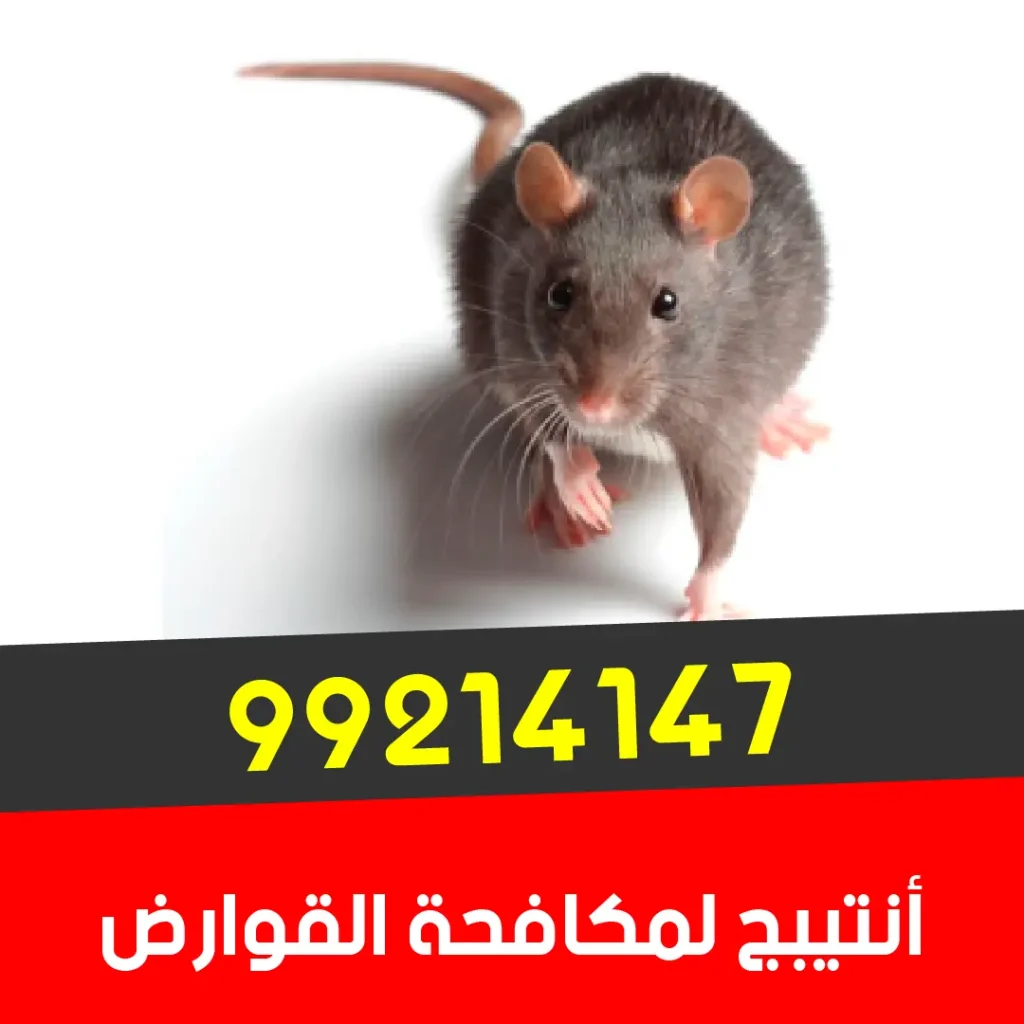 خدمات مكافحة حشرات وقوارض احترافية الكويت