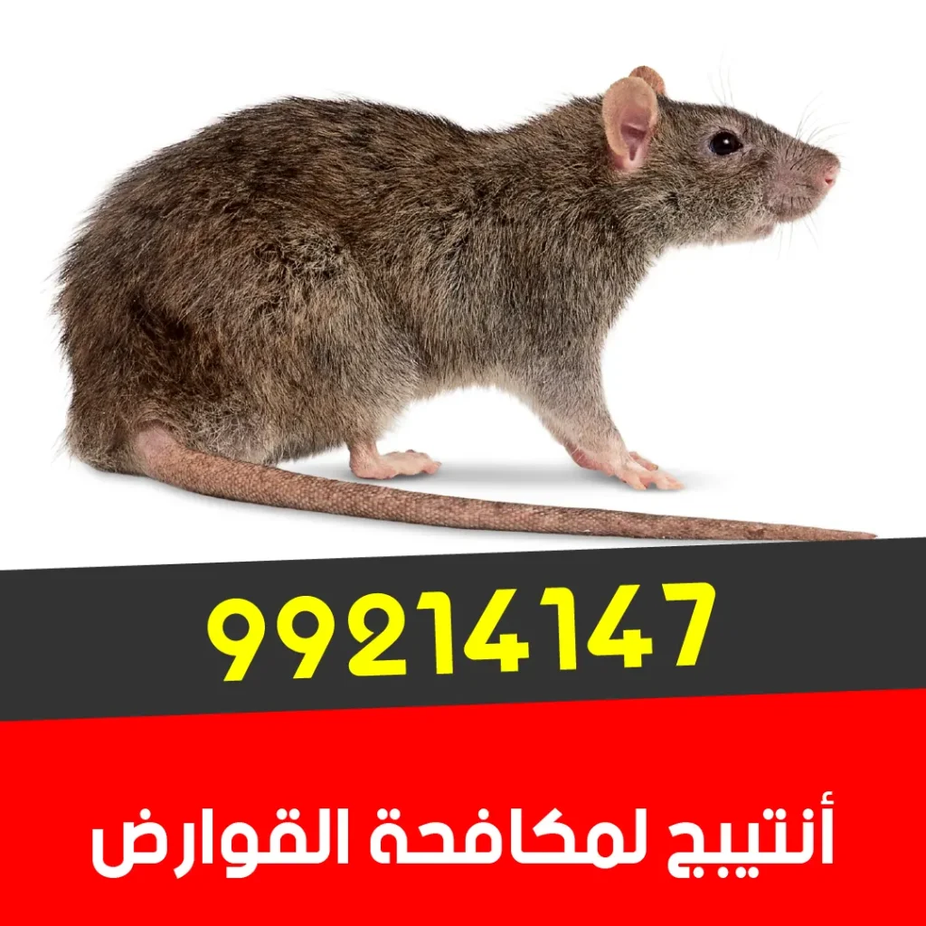 معدات احترافية وأفضل علاج للقوارض المعتمد من بلدية الكويت 99214147