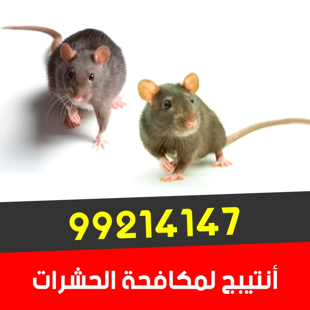 خدمة مكافحة القوارض والفئران في حولي والكويت 99214147