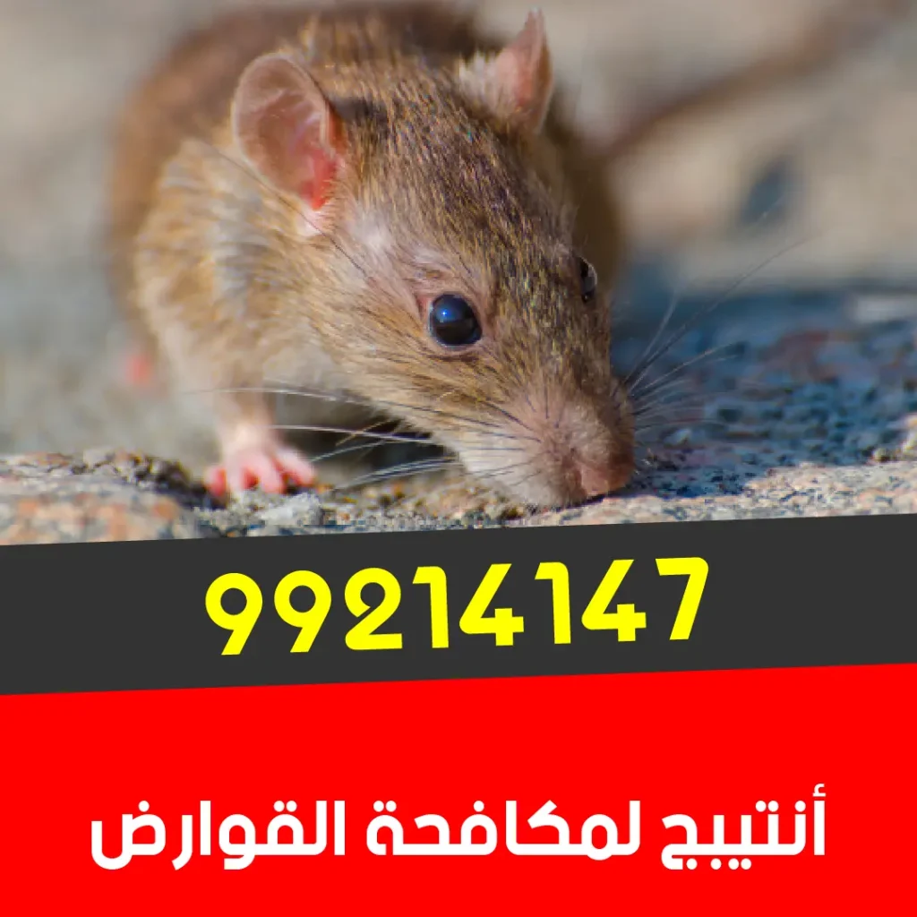 أفضل مكافحة قوارض فئران كفالة سنة 99214147