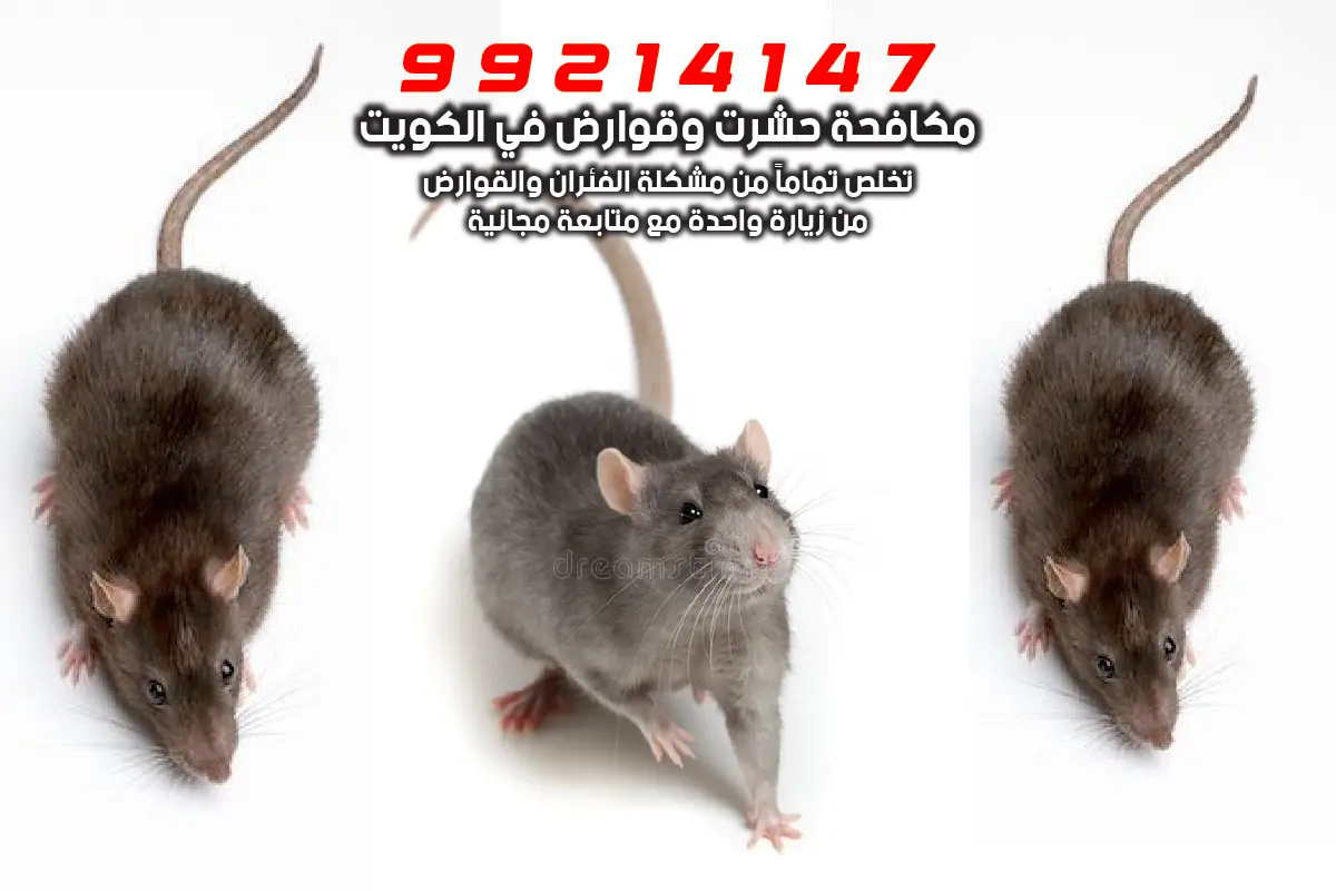 فني من شركة أنتيبج أثناء تنفيذ خدمة مكافحة قوارض العاصمة في الكويت