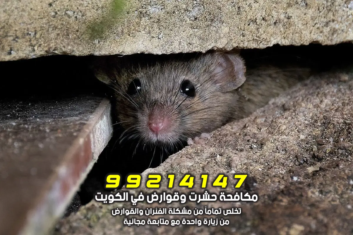 خطورة القوارض والفئران في الفروانية على الصحة والممتلكات مثل نقل الأمراض وتلف الأسلاك الكهربائية