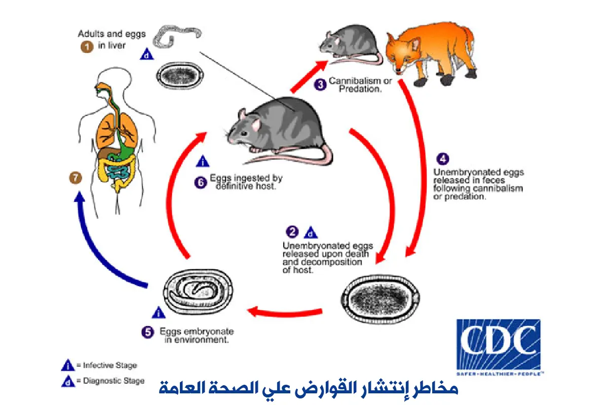 خطورة القوارض والفئران في مبارك الكبير على الصحة والممتلكات مثل نقل الأمراض وتلف الأسلاك الكهربائية