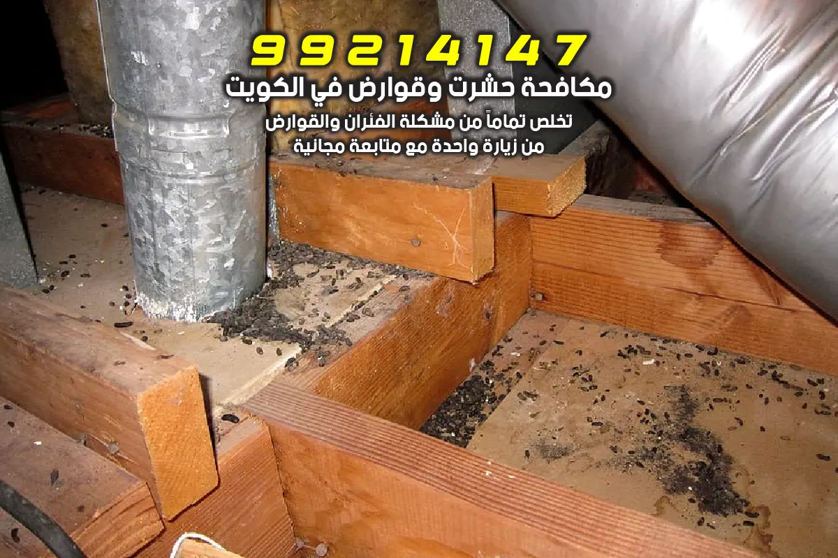 علامات وجود القوارض في المنزل مثل الفضلات السوداء وآثار القضم على الأسلاك والكرتون في الكويت
